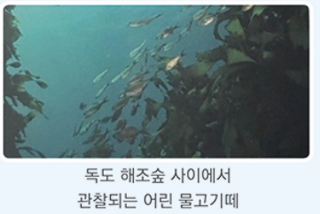 독도는 해양생물의 유치원의 사진