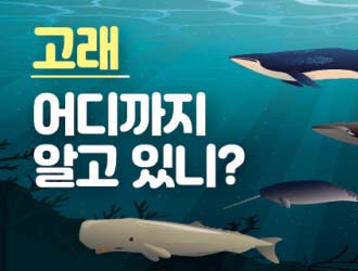 고래, 어디까지 알고 있니?의 사진